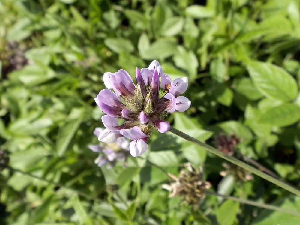 Bituminaria bituminosa (L.) C.H.Stirt. - Canarie